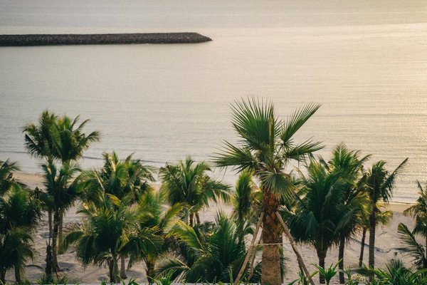 Quels sont les meilleurs spots pour observer les dauphins au large de la côte d'Algarve, Portugal : périodes et lieux ?